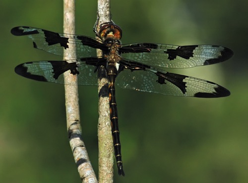 Male
2006_05_20_Wayne
